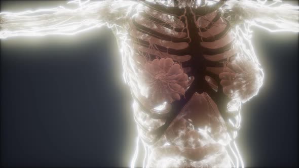 Colorful Human Body Animation Showing Bones and Organs