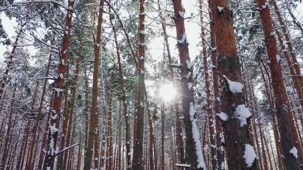 Sunset in the Wood Between the Trees Strains in Winter Period