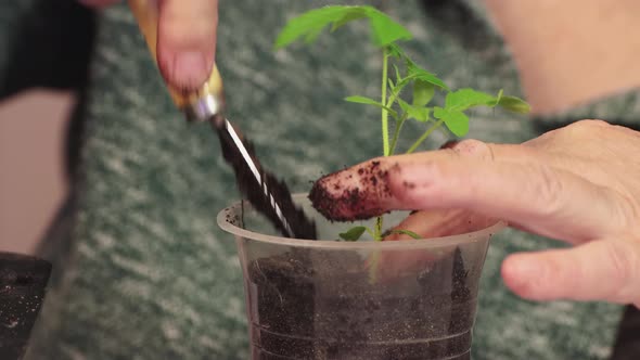 Closeup of a Woman's Hands Planting Young Tomato Seedlings in a Pot