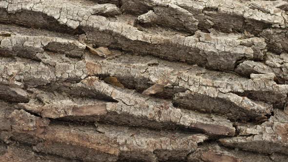 Texture of the Bark of a Rough Rough Tree Closeup