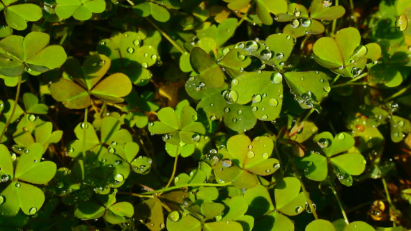 Clover And Dew Drops