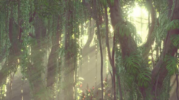 Deep Tropical Jungle Rainforest in Fog