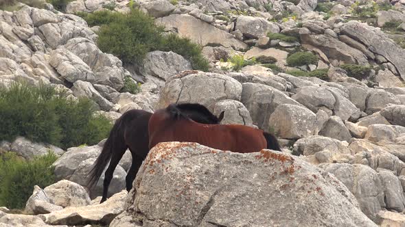 Two Wild Horses are Fighting in Thermal Fluctuation of Sunny Hot Weather 