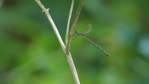 Dragonfly flying away of a wooden stick with a green blurred background