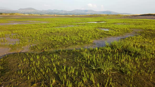 Wild Sea Asparagus or Samphire growing on marshy coast of North Wales at low tide in Summer, UK.