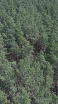 Vertical Video of Pine Forest Aerial View Slow Motion