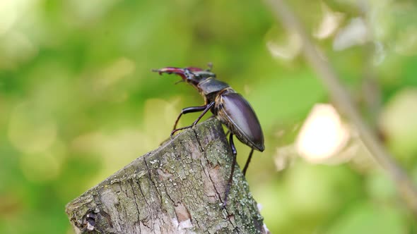 The Siamese Stag Beetle on Branch with Blurred Nature Background