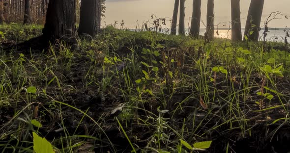 Wild Forest Lake Timelapse at the Summer Time