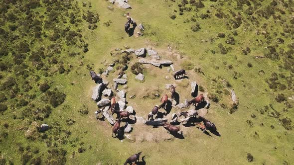 Low static aerial show of grazing ponies in Dartmoor National Park, England.