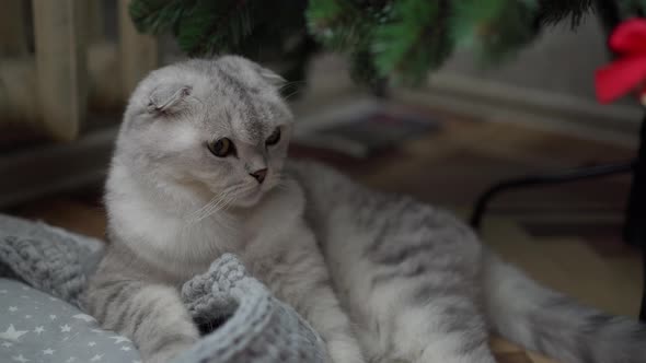 Scottish Fold Cat Lies on the Floor with His Paw on the Couch