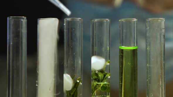 Lab Expert Dripping Liquid Into Test Tubes With Plant Sample, Natural Extract