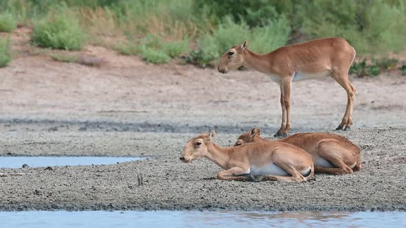 Wild Saiga Antelope or Saiga Tatarica Drinks in Steppe