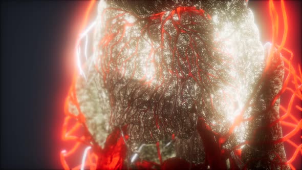 3d Rendered Medically Accurate Animation of Heart and Blood Vessels