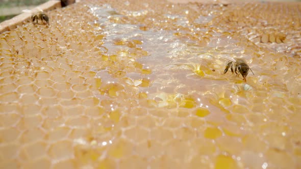 Bees Eating Honey From a Honeycomb