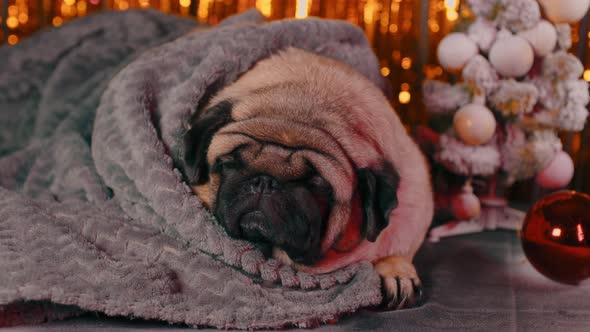 Relaxed Dog Under Blanket Lying Near Christmas Tree and Bauble in New Year's Atmosphere