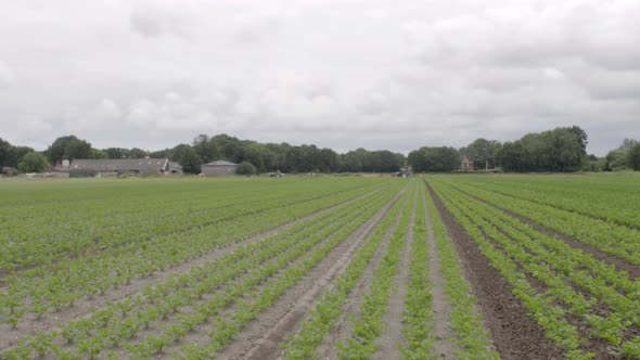 Large field of vegetables.