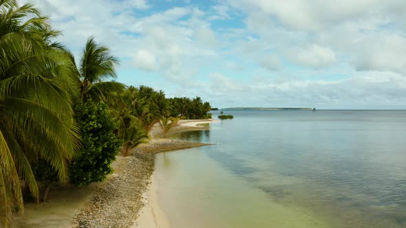 Tropical Beach with Palm Trees