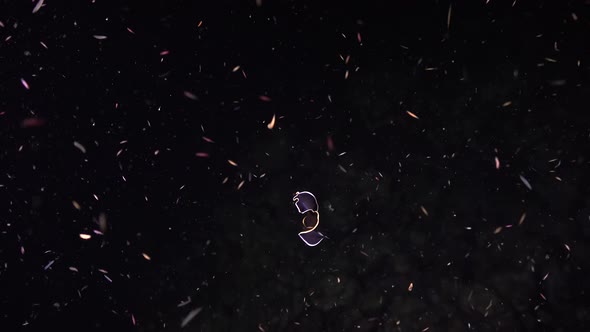 Black and orange Flatworm swimming in black water on coral reef at night