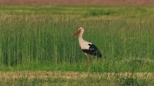 White Stork  Ciconia Ciconia In Summer Field Meadow