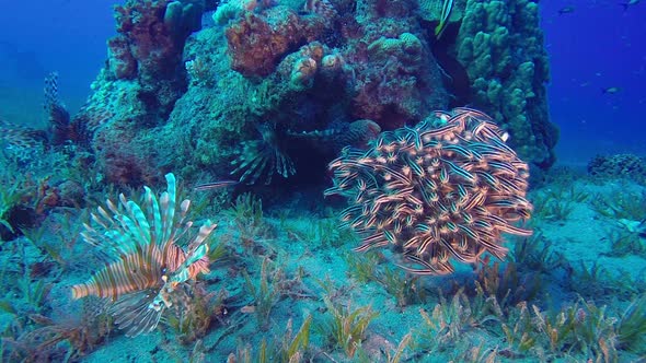 Striped Catfish and Lionfish