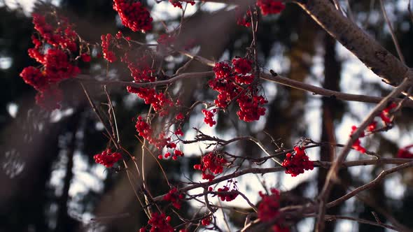 Bright Red Mountain Ash Against the Sky in the Forest