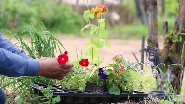 Male Hands Carefully Hold the Seedlings of a Young Red Flower