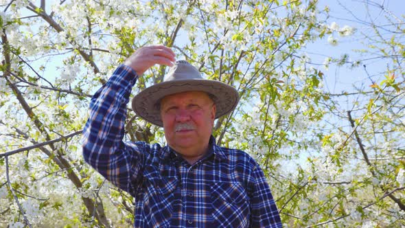 Senior Farmer Takes His Hat Off and Walks Through the Orchard