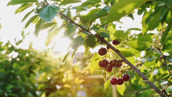 The farmer works in the garden on a hot day. Young woman harvests cherry.