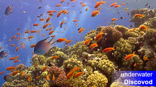 Colorful Fish on Vibrant Coral Reef alt