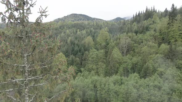 Ukraine, Carpathian Mountains: Spruce in the Forest. Aerial. Gray, Flat