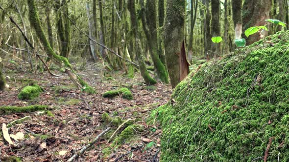 Mossy rocks on a dry leafy forest floor