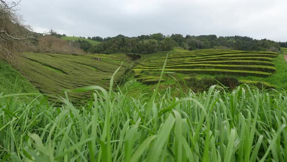 The Only Tea Plantation In Europe - Gorreana, Azores