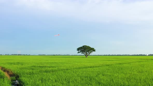 Peaceful landscape with alone tree, kites and green fields in the countryside