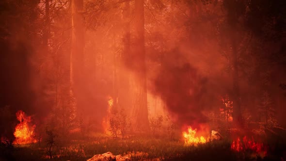 Forest Wildfires 4K 03(Side Move)