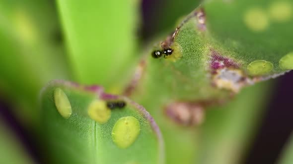 Tiny ants of the Brachymyrmex genus feed from liquid secreted by cochineals on a succulent plant.