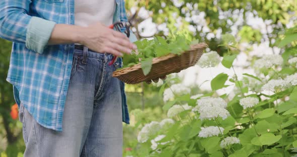 Hands with Garden Shears and Wicker Plate with Aromatic Fresh Lemon Balm Mint Melissa Officinalis