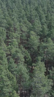 Vertical Video of Pine Forest Aerial View Slow Motion