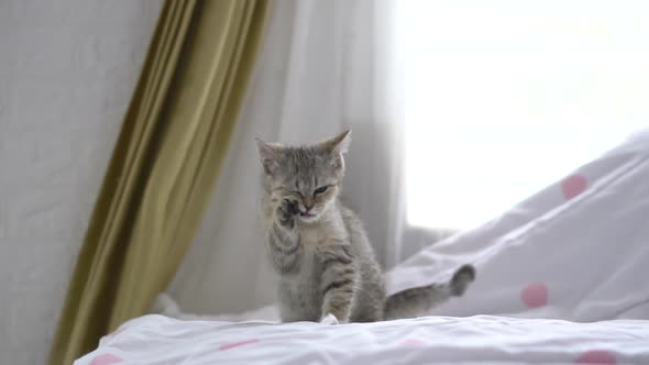 Scottish Kitten Cat Licking Legs To Clean On Sofa