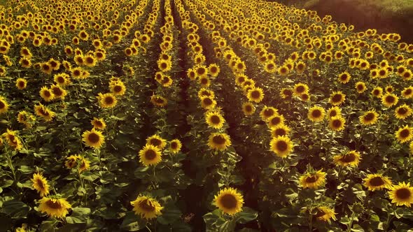 Flying Above Agriculture Field of Sunflowers