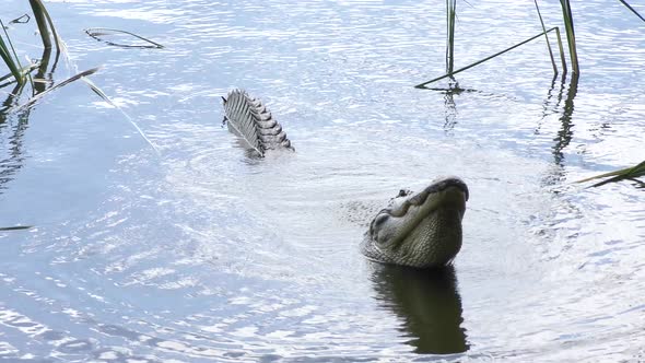 Large Alligator Growling