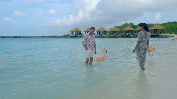 Aruba Beach with Pink Flamingos at the Beach Flamingo at the Beach in Aruba Island Caribbean