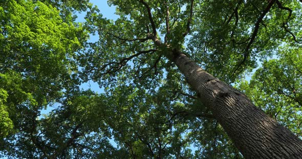 Forest of oaks with Celtis australis, Loiret, France