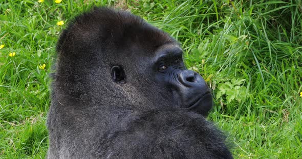 Eastern Lowland Gorilla, gorilla gorilla graueri, Portrait of a Silverback Male, Slow motion 4K