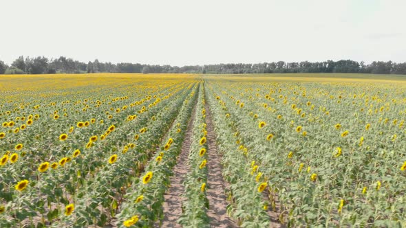 Beautiful aerial view above to sunflowers field.