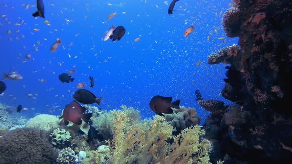 Tropical Coral Garden Fish