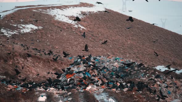 Crows at Rubbish Dump