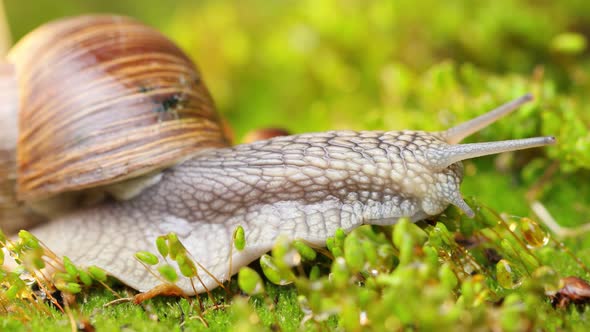 A Snail Creeps on Moss