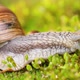 A Snail Creeps on Moss - VideoHive Item for Sale
