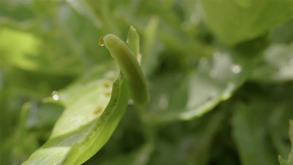 Cabbage white caterpillar, cabbageworm, on leaves with morning dew, truck left