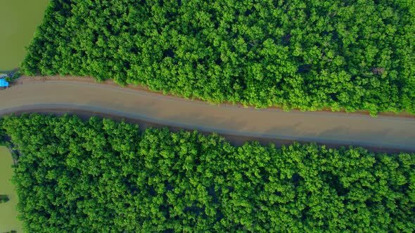 Aerial view over green mangrove forest. nature tropical rainforest